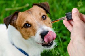 Best Cbd Oil For Dogs 078151 759x500