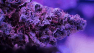 Purple Haze